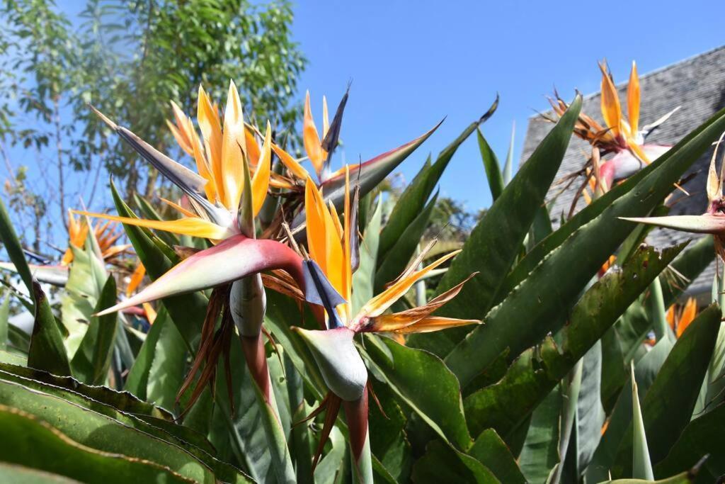 Le Strelitzia 1 Cilaos Exterior foto